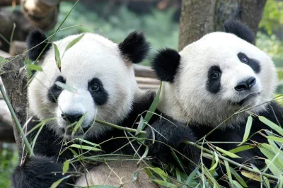 Spend a morning at chengdu’s panda breeding center, see giant pandas up close, stroll with a local guide, and enjoy easy hotel pickup or airport transfer.