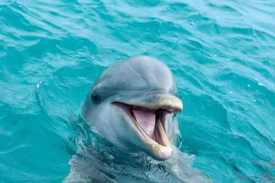 2 Hour Private Dolphin Tour Panama City Beach: Reel Lady