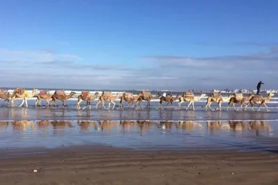 Sinta a brisa salgada e a luz dourada num passeio de camelo pelas praias selvagens de essaouira, com guia local e xale para proteger do vento ao entardecer.