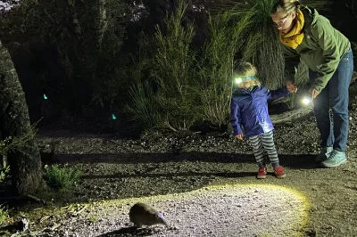Feel the bush come alive at night in margaret river. watch rare marsupials, sip billy tea under the stars, and enjoy hotel pickup on this guided nocturnal tour.