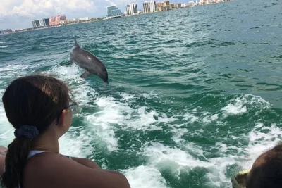 Erlebe eine delfin-tour in clearwater beach auf der little toot, mit wilden delfinen hautnah und spannenden geschichten vom lokalen guide.