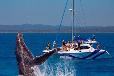 Feel the thrill of whale watching near k'gari (fraser island) on a small-group catamaran tour from hervey bay, with underwater viewing, lunch, and hotel pickup.