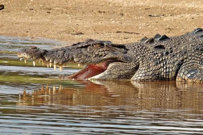 Descubre el lado salvaje del río daintree con un crucero flexible, pase ilimitado, dos puntos de salida y la oportunidad de ver cocodrilos y aves raras. incluye pase explorer.