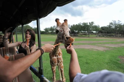 Feed giraffes, kayak a river, and ride horseback to a waterfall at ponderosa adventure park near liberia. includes entry ticket, local guide, and optional lunch upgrade.
