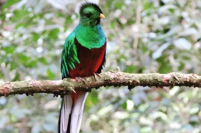 Wander monteverde’s misty cloud forest with a small group, spot rare birds like the quetzal, visit the hummingbird gallery, and enjoy photos from your local guide.