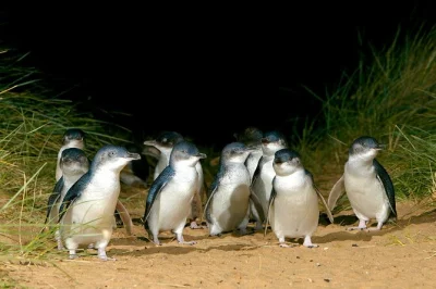 Watch wild penguins waddle at sunset on phillip island, meet kangaroos and koalas at moonlit sanctuary, and stroll windswept beaches—includes melbourne pickup.