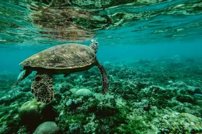 Mit schildkröten und bunten fischen in tahitis lagune schnorcheln. entdecke die sapinus-quellen und versunkene wracks bei einer 2,5-stündigen geführten polynesischen bootstour.
