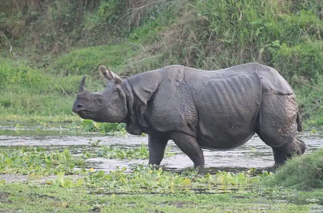 3-tägige Dschungel-Safari im Chitwan Nationalpark ab Kathmandu