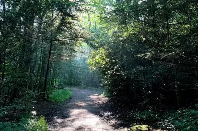 Forest Bathing & Nature Therapy Walk in Asheville