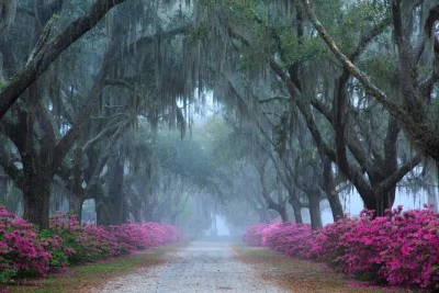 Erlebe den bonaventure friedhof in savannah bei einer geführten tour, lausche lokalen legenden, entdecke jahrhundertealte gräber und profitiere von kostenlosem parkplatz und toiletten vor ort.