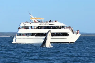 Feel the thrill of whale watching in hervey bay, cruise past fraser island’s white beaches, enjoy morning or afternoon tea, and relax with transfers included.