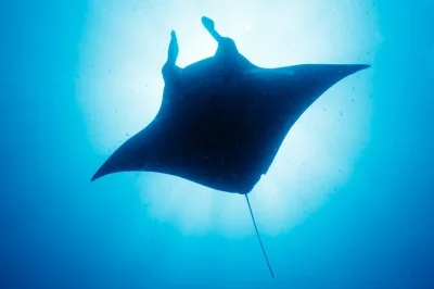 Swim with kona’s manta rays at night in a small group, guided to the best spots for close encounters. includes snorkel gear, snacks, and expert local guide.