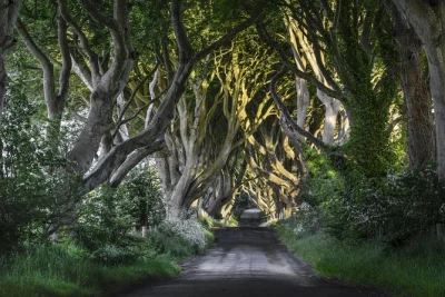 Step into westeros, wander the giant's causeway, and walk the dark hedges on a full-day trip from belfast with a local guide, transport, and pub lunch included.