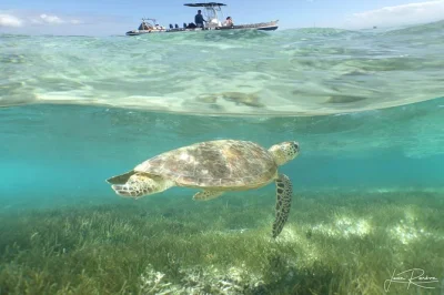 Slip away from noumea’s cruise crowds by water taxi to signal island. swim with turtles, wander wild beaches, and return with sand in your shoes. includes pickup.