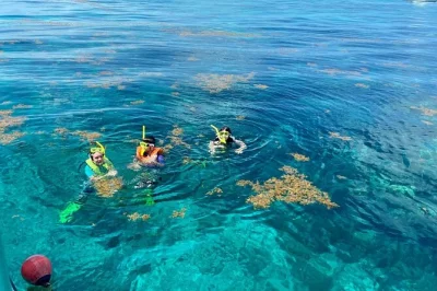 Swim florida keys reefs with a local guide, snorkel two unique sites in the sanctuary, spot sea turtles or rays, and enjoy included gear and water on board.