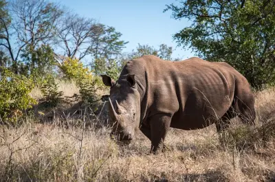 Mosi oa Tunya National Park Game Drive & Rhino Walk
