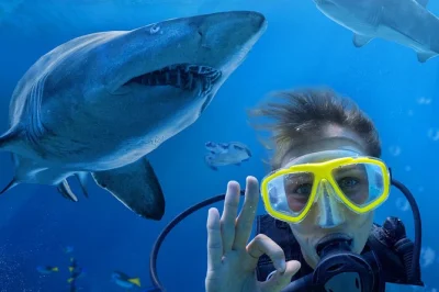 Vivez l’adrénaline en plongeant avec les requins gris au sea life sydney aquarium, sans cage. formation scuba, équipement complet et visite guidée du tunnel aux requins inclus.
