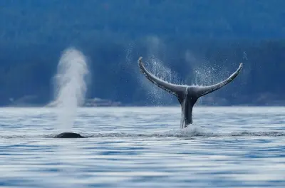 Tour de baleias nos Tidal Rapids, British Columbia: Orcas e ursos