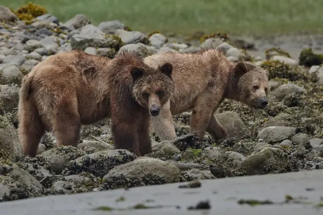 Orsi grizzly e neri in British Columbia, avvistamento primaverile
