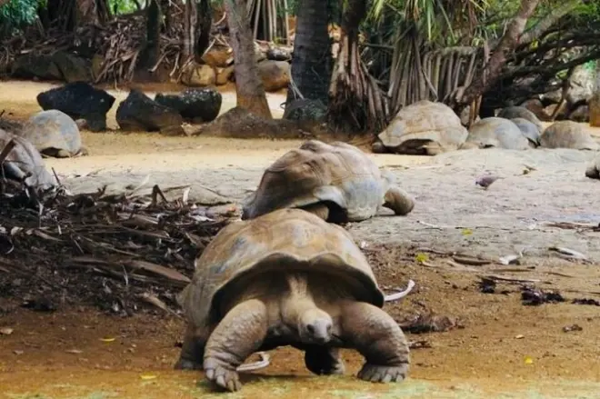 Süd-Mauritius: Chamarel, Siebenfarbige Erde & Vulkan