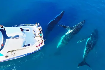 Feel the excitement of humpback whales up close on a hervey bay cruise, with underwater windows, live commentary, hotel pickup, and guaranteed sightings.