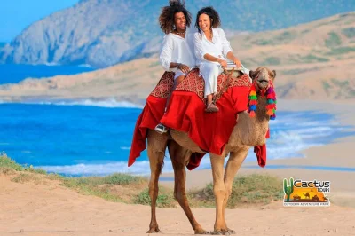 Erlebe einen kamelritt am wilden pazifikstrand von cabo, füttere und streichle die tiere, probiere feinen tequila und genieße ein leckeres mittagessen. inklusive hin- und rückfahrt und zweisprachig
