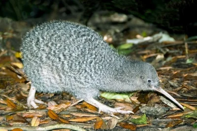 Kapiti island erleben: kiwi bei nacht entdecken, vogelgesang am morgen genießen und gemütlich im lodge übernachten. inkl. fähre, geführte wanderungen & mahlzeiten.
