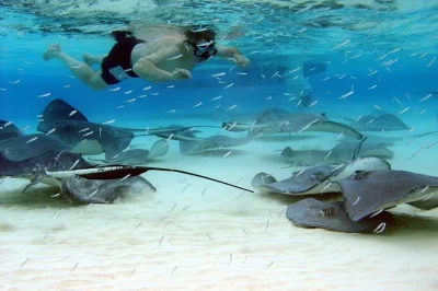 Swim with wild stingrays at stingray city, snorkel vibrant coral garden reefs, and meet starfish at starfish point. includes hotel or cruise pickup, gear, and local crew.