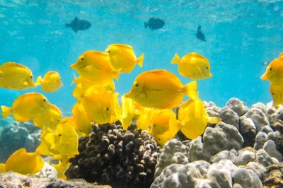 Feel the thrill of snorkeling kealakekua bay’s coral reefs, spot spinner dolphins, and enjoy pineapple snacks on a small-group boat trip from kona with gear included.