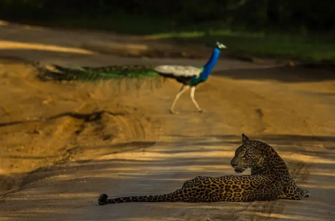 Yala-Safari mit Leoparden, Mittagessen und Bundala-Vogelbeobachtung