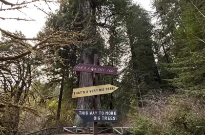Recorridos a pie guiados en Redwood National and State Parks