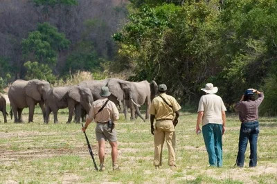 Experience selous game reserve on a 4-day safari with boat, walking, and game drives. spot elephants, wild dogs, and more. private, accessible tour.