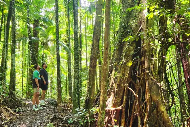 Cascate Cedar Creek e foresta pluviale da Airlie Beach