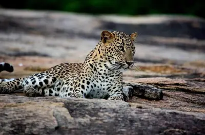 Yala-Nationalpark Safari: Leoparden & Elefanten bei Sonnenaufgang
