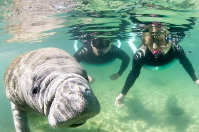 Despierta en crystal river, ponte el traje de neopreno y nada junto a suaves manatíes en un grupo pequeño. incluye todo el equipo de snorkel y guía en el agua.