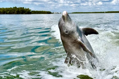 Erlebe marco islands wilde seite bei einer delfin- und muscheltour durch die ten thousand islands. delfine beobachten, muscheln sammeln und spannende geschichten vom lokalen guide hören. kleine grupp