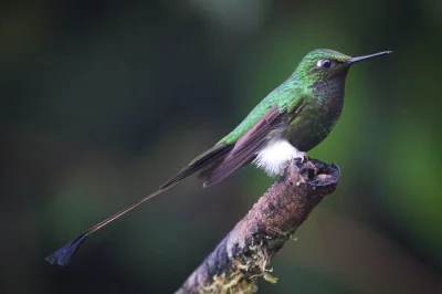 Siente la bruma de las cascadas de mindo, observa colibríes en libertad y prueba auténtico chocolate ecuatoriano en una excursión privada desde quito. incluye recogida en hotel y guía experto.