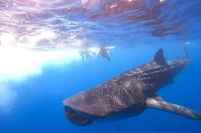 Nadar com tubarões-baleia em Holbox: Tour privado com snorkel
