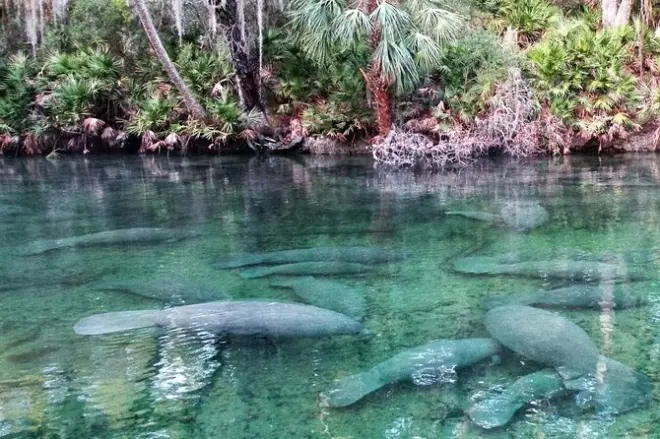 Tandem Kayaking at Blue Spring State Park: Manatees & Wildlife
