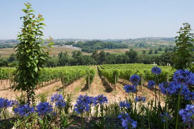 Setúbal, cerca de lisboa: prueba moscatel roxo único, visita dos bodegas locales y conoce a los productores. incluye transporte, catas y guía experto.