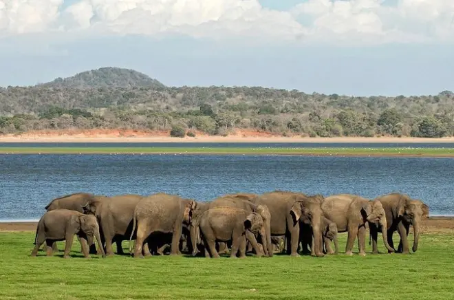 Kaudulla Nationalpark Safari: Asiatische Elefantenherden beobachten