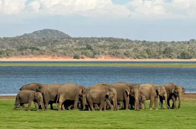 Kaudulla Nationalpark Safari: Asiatische Elefantenherden beobachten