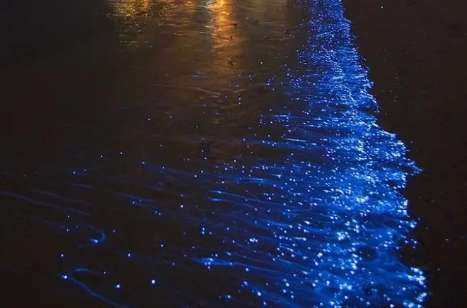 Mosquito Bay: Kajakfahren im leuchtenden Biolumineszenzwasser