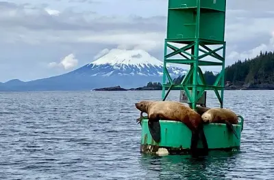 Vie marine à Sitka : Bateau privé avec capitaine, 3 heures