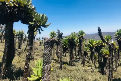 4-Tage Mount Elgon Wanderung über den Bushiyi Trail: Wagagai Gipfel