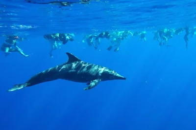 Oahu westküste: mit wilden delfinen schwimmen, am makaha beach schnorcheln und eine 6-meter-wasserrutsche erleben. inkl. mittagessen, ausrüstung & guide-abholung.