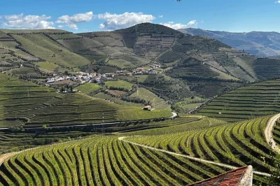 Let the douro valley surprise you with a guided winery tour, olive oil tasting, and a relaxed lunch—all with scenic transfers from porto. includes pickup.
