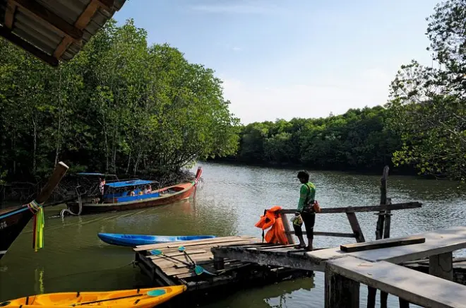 Mangrove Kayaking Ko Lanta: Bioluminescent Plankton at Night