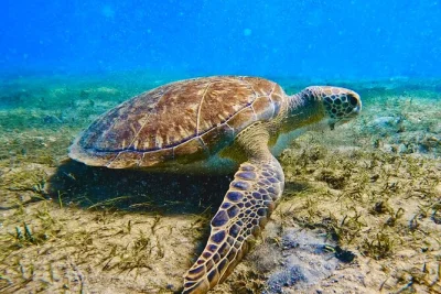 Phil foster park entdecken: mit lokalem guide zu rochen und oktopus schnorcheln, inklusive snacks, ausrüstung und kostenlosen unterwasservideos für ein entspanntes abenteuer.