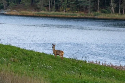 Follow a local guide from stockholm into the forest for a wildlife safari, spot moose and deer, then share a campfire dinner cooked on the fire. includes pickup.